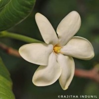 Gardenia fosbergii Tirveng.